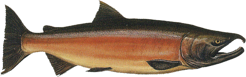 drawing of a salmon